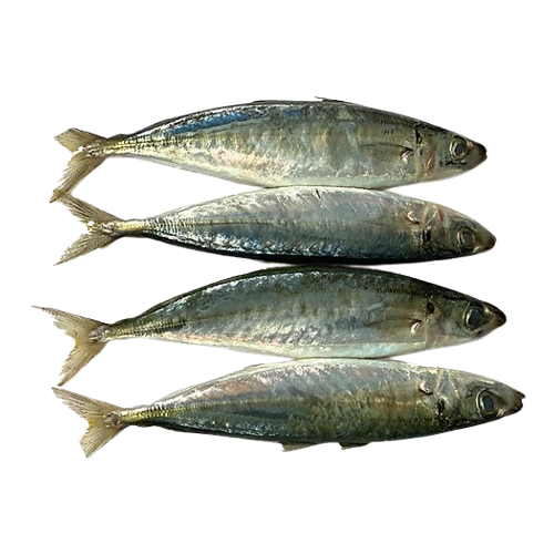 Cá nục tươi nguyên con Size 8 - 10 con/kg