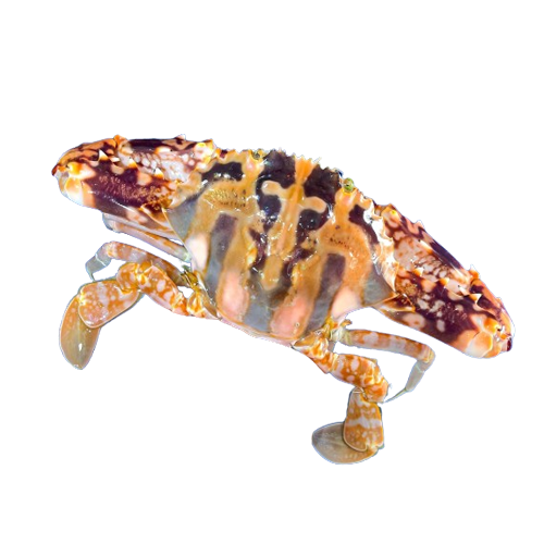 Ghẹ đỏ đông lạnh Size 4 - 5con/kg