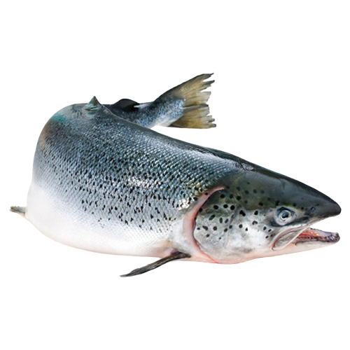 Cá hồi tươi Size 5 - 6 kg/con
