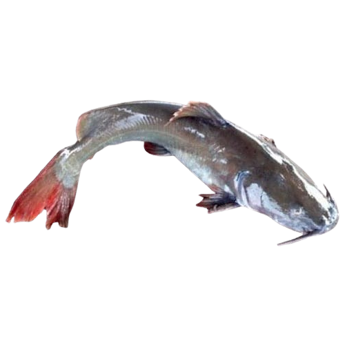 Cá lăng đuôi đỏ Size 2kg/con