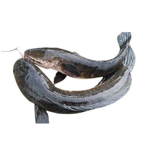 Cá Lóc Đồng Tươi Sống Size 0,5 – 1 Kg/Con