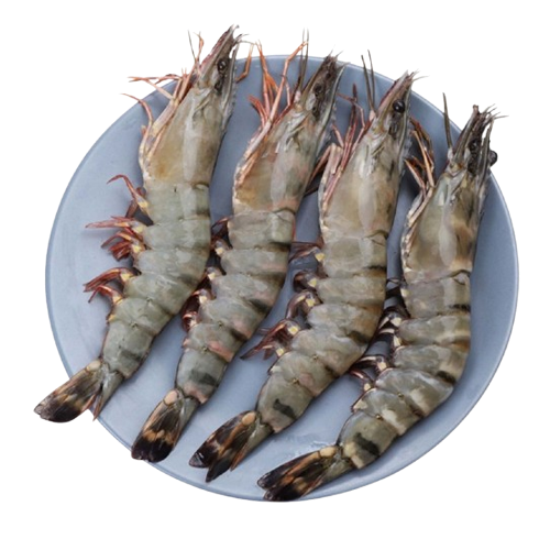 Tôm sú đông lạnh Size 15-20 con/kg