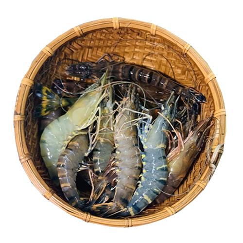 Tôm sú sống Size 50-60 con/kg