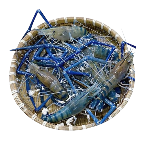 Tôm càng xanh 6-8 con/kg