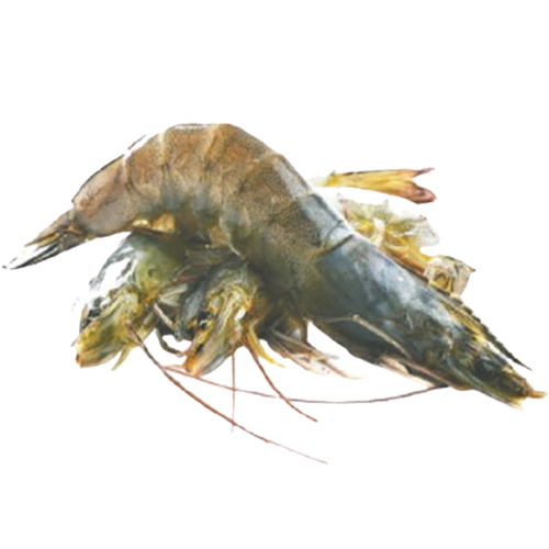 Tôm thẻ đông lạnh 25-30 con/kg