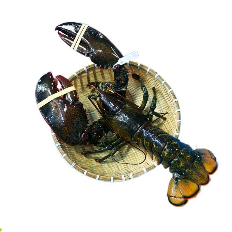 Tôm Hùm Canada Chix - Sống