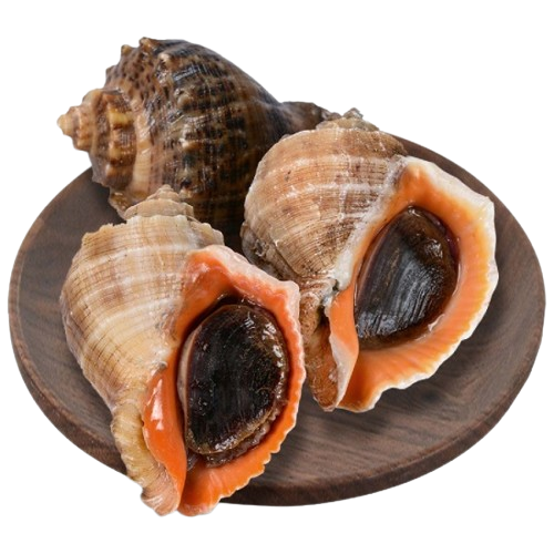 Ốc mặt trăng size 20–30 con/kg