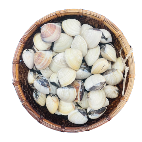 Nghêu Biển Sống 20–30 Con/Kg