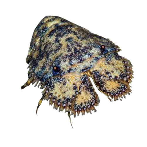  Tôm Mũ Ni Đen Đông Lạnh Size 4–6 Con/Kg