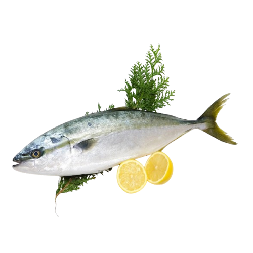 Cá Cam Tươi 0,5–1Kg