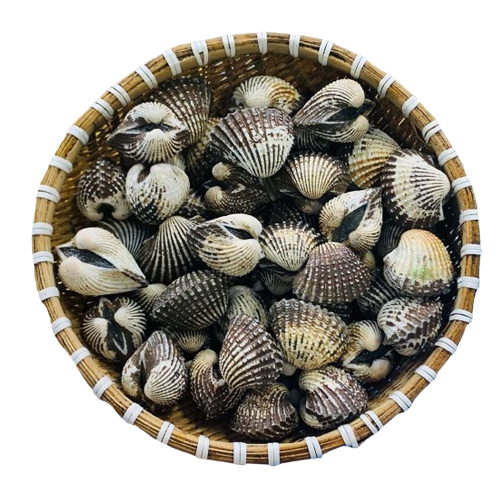 Sò Huyết Sống 20–30 Con/Kg