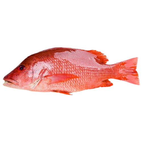 Cá Hồng Biển Tươi Size 4 – 5 Kg/Con